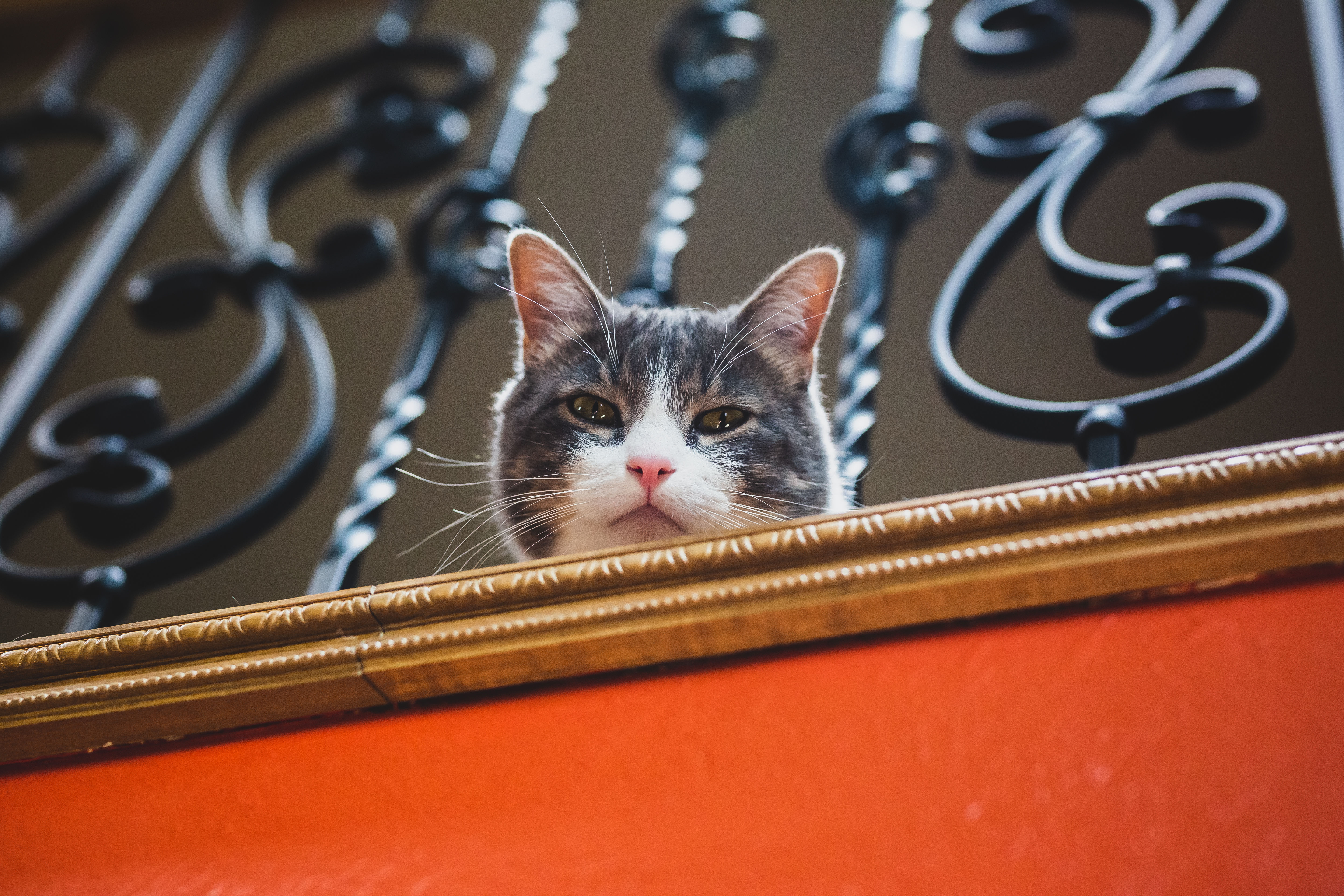 Pet photography